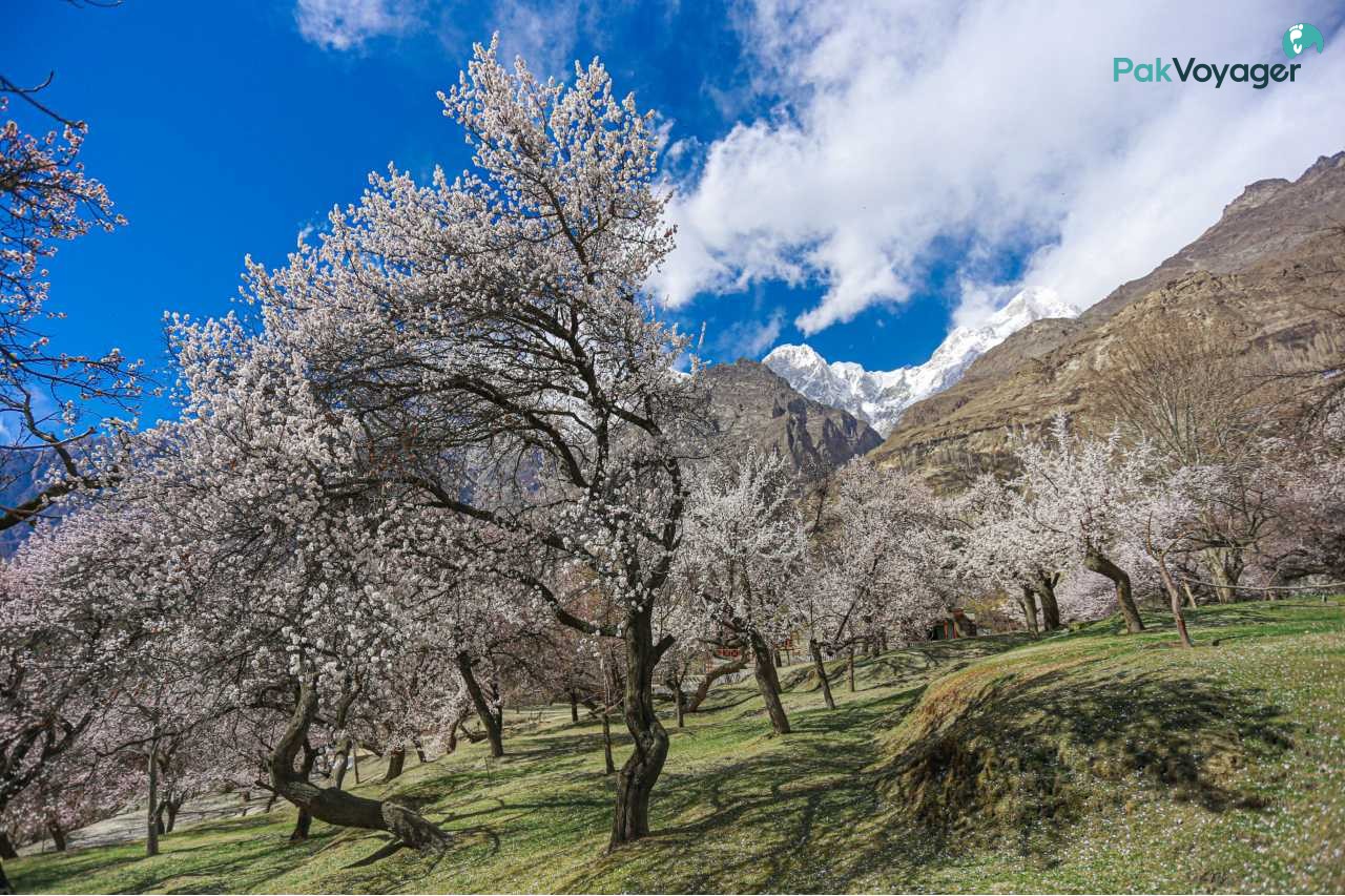 Spring Season in Hunza Valley