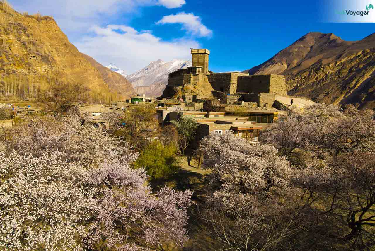 Altit Fort Cherry Blossom