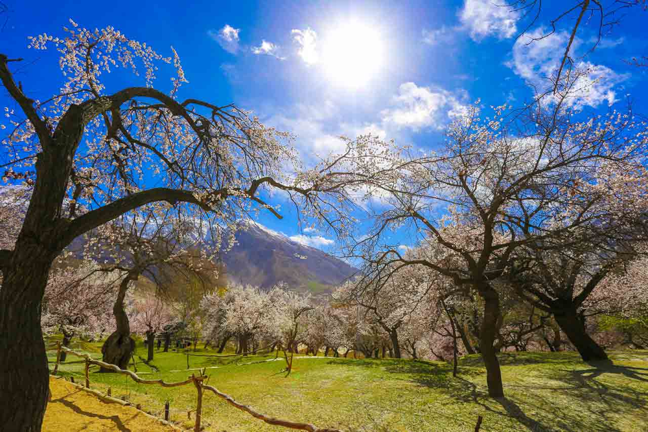 Hunza-Cherry-Blossom-Photography