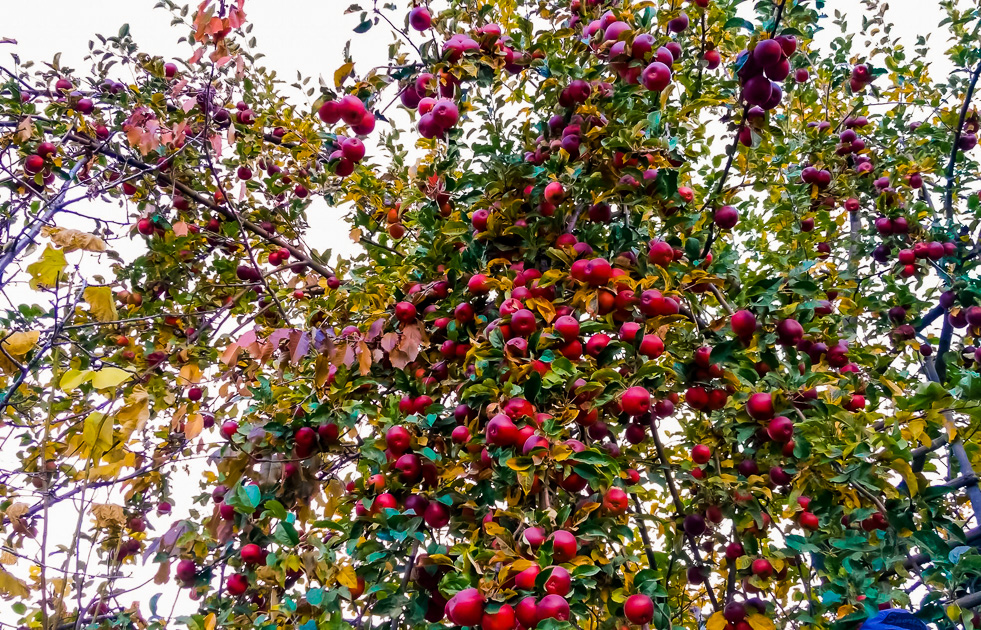 Apple Picking Fall