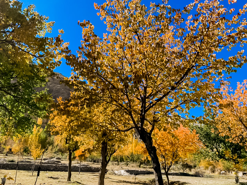 Fall Colors Hunza Valley